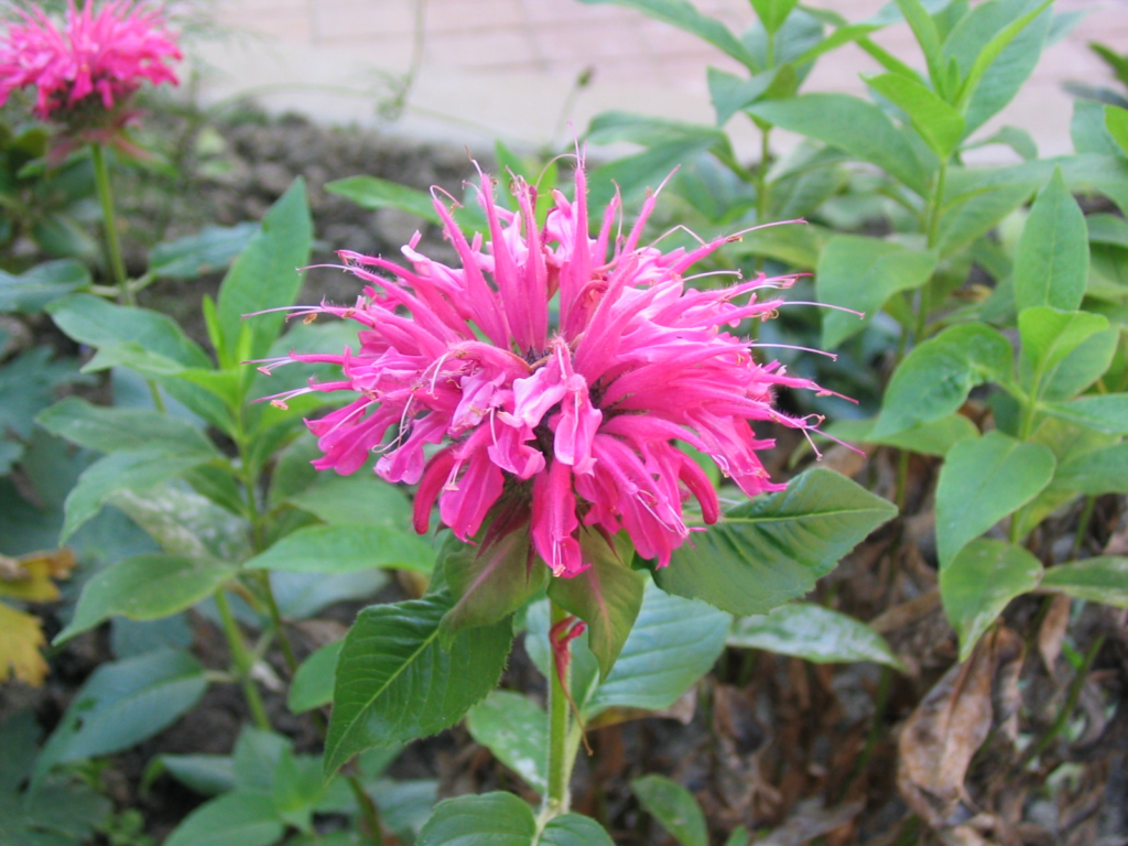 Wild bee balm Wikimedia CC BY-SA
mascdman https://commons.wikimedia.org/wiki/User:Mascdman